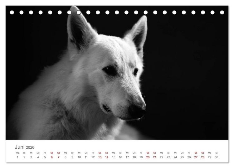 Produktbild: Hundeportraits Fine Art (Tischkalender 2026 DIN A5 quer), CALVENDO Monatskalender