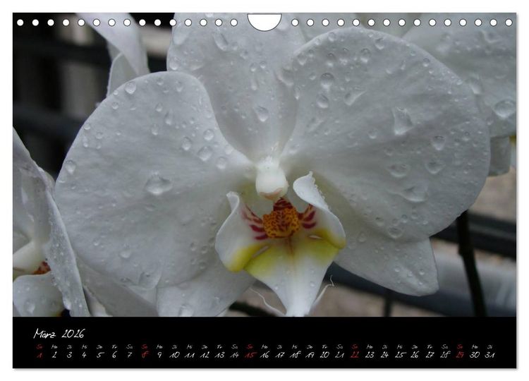 Produktbild: Farbenreiche Orchideen (Wandkalender 2026 DIN A4 quer), CALVENDO Monatskalender
