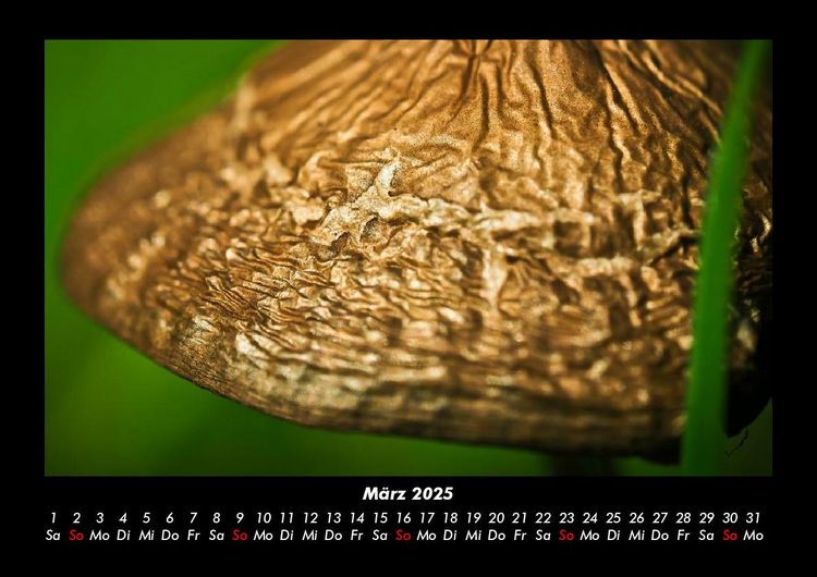 Produktbild: Pilzkalender 2025 Fotokalender DIN A3