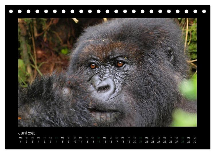 Produktbild: Wilde Tiere Afrikas (Tischkalender 2026 DIN A5 quer), CALVENDO Monatskalender