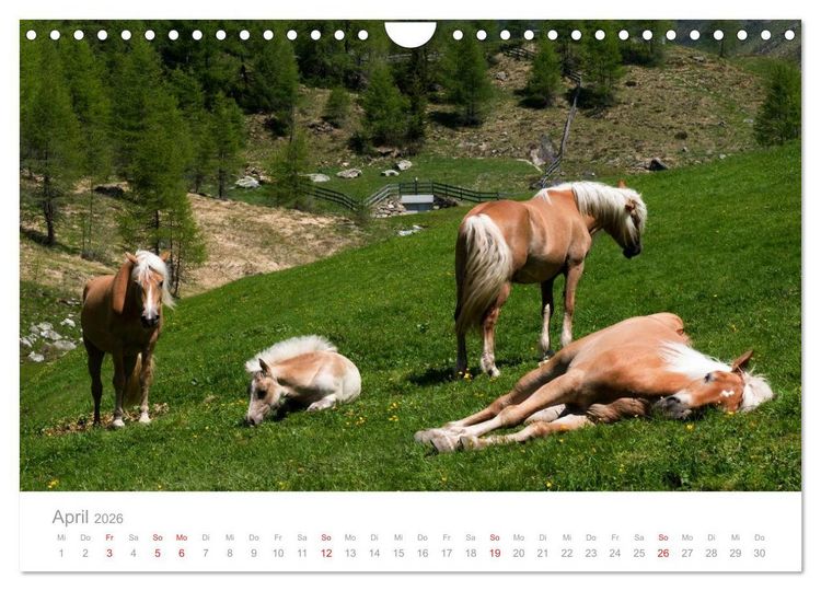 Produktbild: Pferde - Hobby und Leidenschaft (Wandkalender 2026 DIN A4 quer), CALVENDO Monatskalender