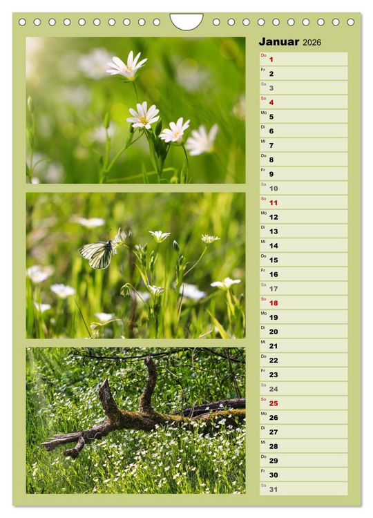 Produktbild: Farbenzauber, bunte Wiesen und bunte Falter (Wandkalender 2026 DIN A4 hoch), CALVENDO Monatskalender
