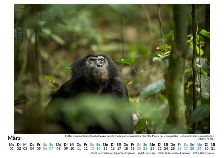 Produktbild: Bonobos
