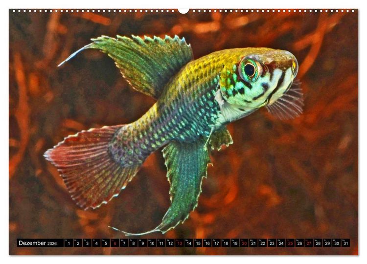 Produktbild: Bunte Fische der Welt - Killifische (Wandkalender 2026 DIN A2 quer), CALVENDO Monatskalender