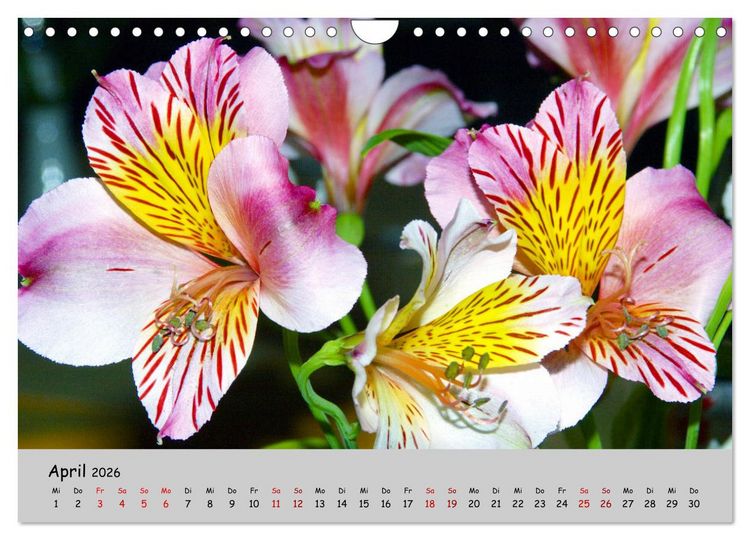 Produktbild: Blumen &uuml;berall, zur Freude Menschen (Wandkalender 2026 DIN A4 quer), CALVENDO Monatskalender