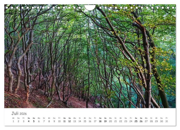 Produktbild: Wald - bezaubernde W&auml;lder (Wandkalender 2026 DIN A4 quer), CALVENDO Monatskalender