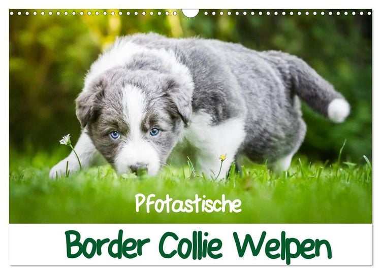 Produktbild: Pfotastische Border Collie Welpen (Wandkalender 2027 DIN A3 quer), CALVENDO Monatskalender
