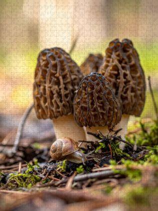Produktbild: CALVENDO Puzzle Morcheln und Schnecke | 1000 Teile Lege-Gr&ouml;&szlig;e 64x48cm Foto-Puzzle f&uuml;r gl&uuml;ckliche Stunden