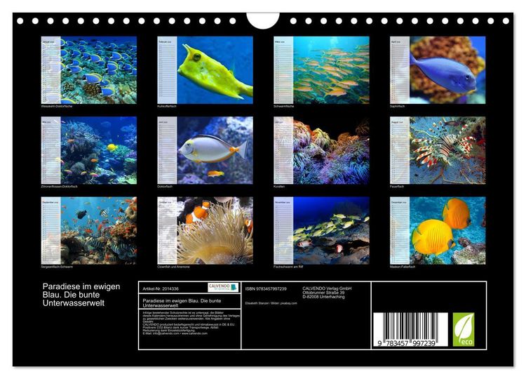 Produktbild: Paradiese im ewigen Blau. Die bunte Unterwasserwelt (Wandkalender 2026 DIN A4 quer), CALVENDO Monatskalender