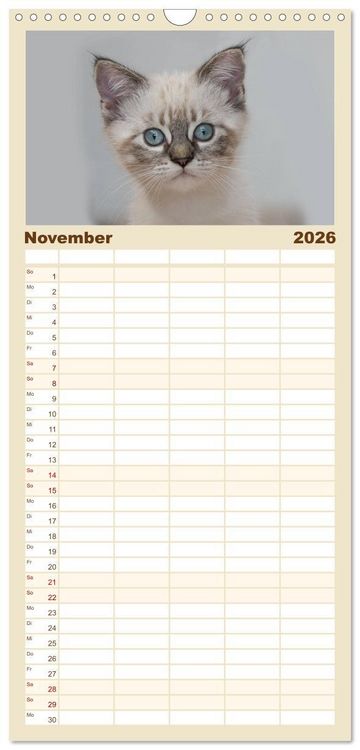Produktbild: Familienplaner 2026 - Katzenbabys beobachtet mit 5 Spalten (Wandkalender, 21 x 45 cm) CALVENDO