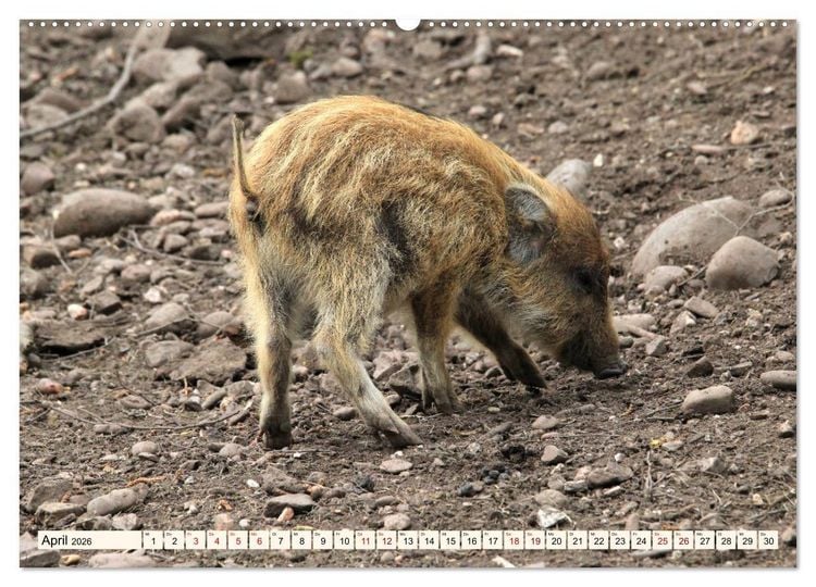 Produktbild: Wildschweine - Tiere aus unseren W&auml;ldern (hochwertiger Premium Wandkalender 2026 DIN A2 quer), Kunstdruck in Hochglanz