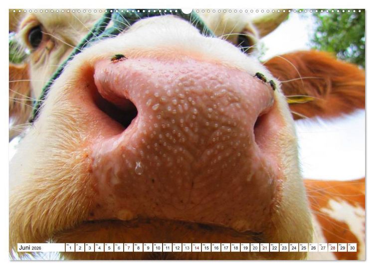 Produktbild: Lustige Tier-Selfies. Tierische Selbstportraits (hochwertiger Premium Wandkalender 2026 DIN A2 quer), Kunstdruck in Hochglanz