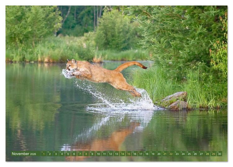 Produktbild: Raubkatzen: Geschmeidige J&auml;ger (hochwertiger Premium Wandkalender 2026 DIN A2 quer), Kunstdruck in Hochglanz