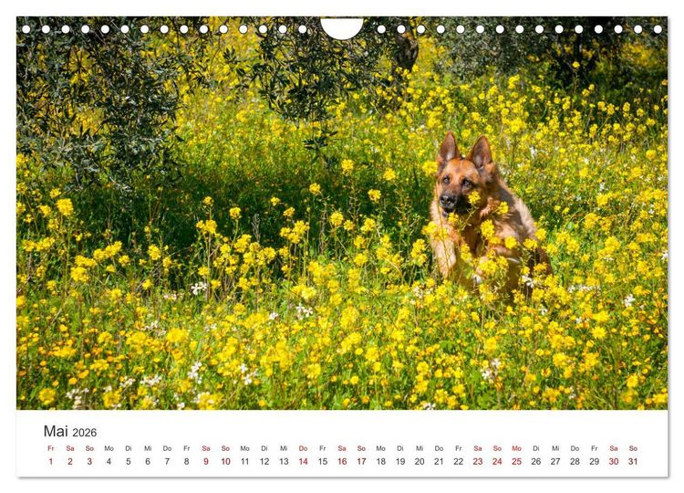 Produktbild: Sch&auml;ferhunde - Die gutm&uuml;tigen Wegbegleiter. (Wandkalender 2026 DIN A4 quer), CALVENDO Monatskalender