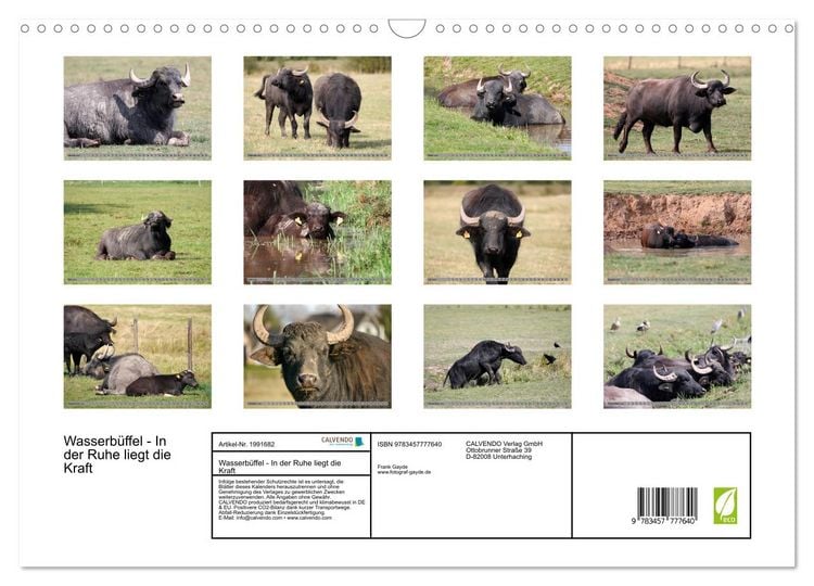 Produktbild: Wasserb&uuml;ffel - In der Ruhe liegt die Kraft (Wandkalender 2026 DIN A3 quer), CALVENDO Monatskalender