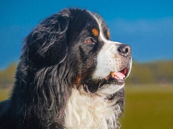 Produktbild: CALVENDO Puzzle Berner R&uuml;de - Stolz und sch&ouml;n | 2000 Teile Lege-Gr&ouml;&szlig;e 90x67cm Foto-Puzzle f&uuml;r gl&uuml;ckliche Stunden