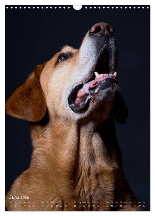Produktbild: Dogs in Style (Wall Calendar 2026 DIN A3 portrait), CALVENDO 12 Month Wall Calendar