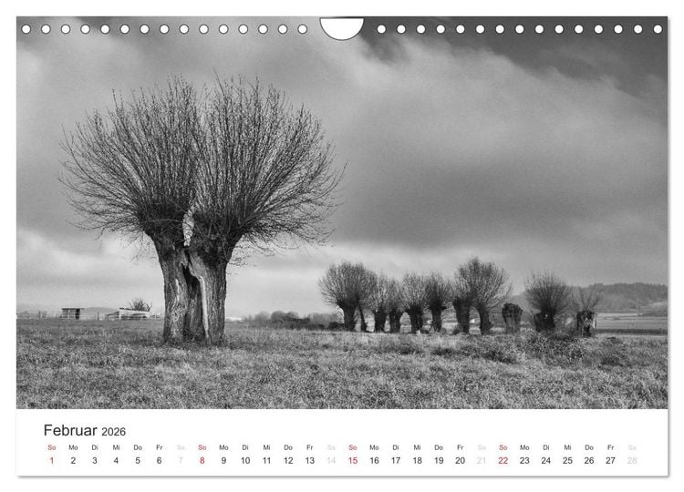 Produktbild: B&auml;ume - Natursch&ouml;nheiten in schwarz-wei&szlig; (Wandkalender 2026 DIN A4 quer), CALVENDO Monatskalender