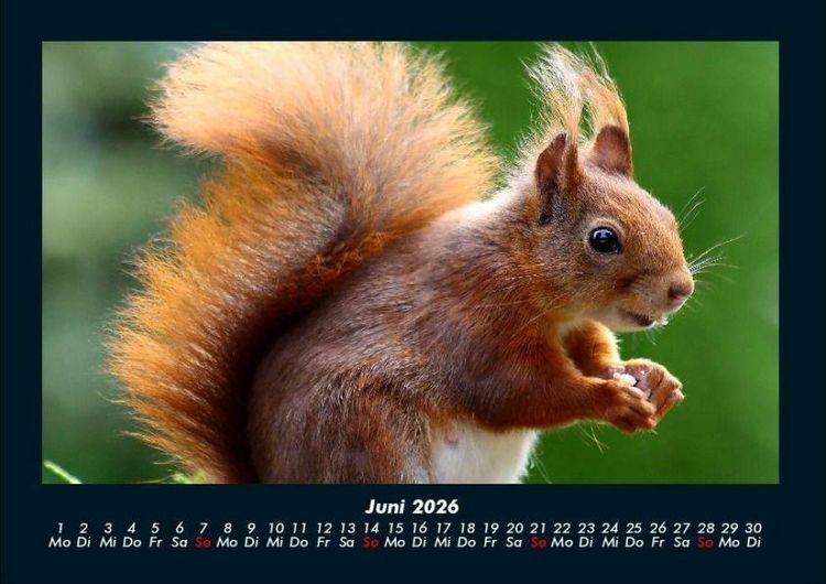 Produktbild: Waldbewohner 2026 Fotokalender DIN A4