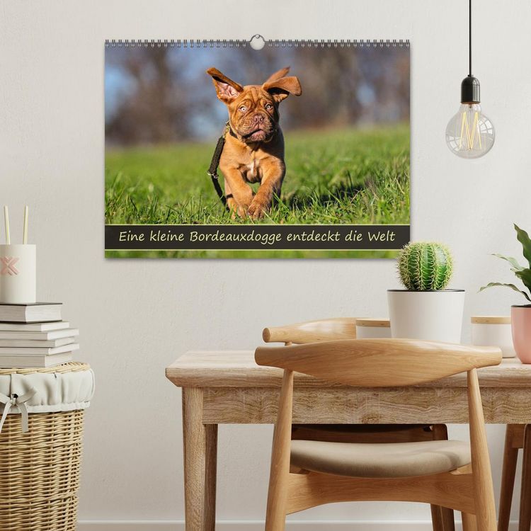 Produktbild: Eine kleine Bordeauxdogge entdeckt die Welt (Wandkalender 2026 DIN A3 quer), CALVENDO Monatskalender