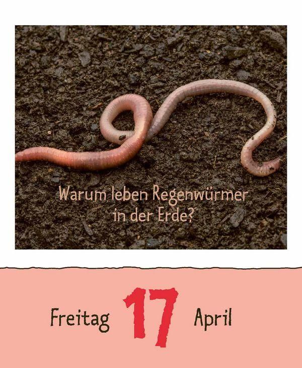 Produktbild: Wie faul ist das Faultier? 2026