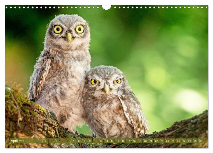 Produktbild: Wildtiere des Waldes: Hier wird der Mythos Wald lebendig (Wandkalender 2026 DIN A3 quer), CALVENDO Monatskalender