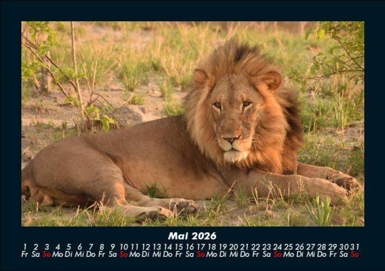 Produktbild: L&ouml;wen in der Wildnis 2026 Fotokalender DIN A5