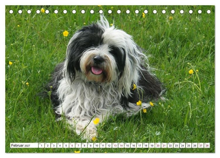 Produktbild: Tibet-Terrier - Eine Hunderasse mit Charakter (Tischkalender 2027 DIN A5 quer), CALVENDO Monatskalender