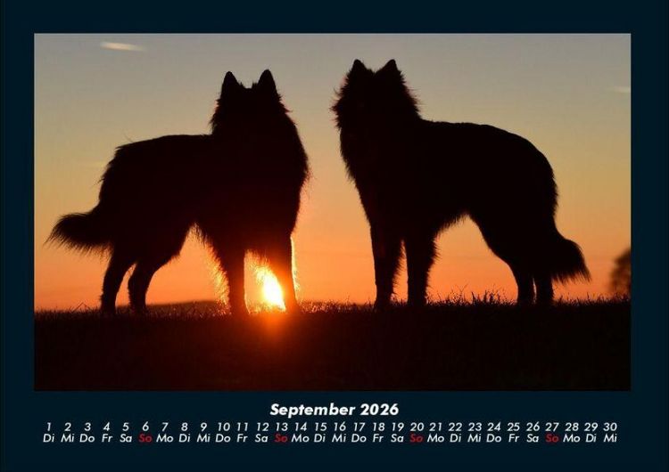 Produktbild: Hunde 2026 Fotokalender DIN A4