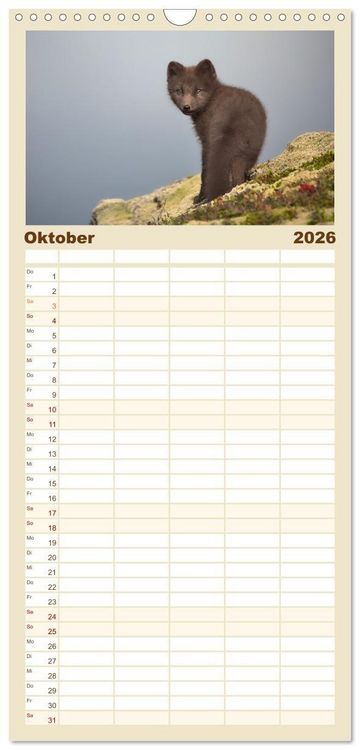 Produktbild: Familienplaner 2026 - Polarfuchs-Welpen mit 5 Spalten (Wandkalender, 21 x 45 cm) CALVENDO