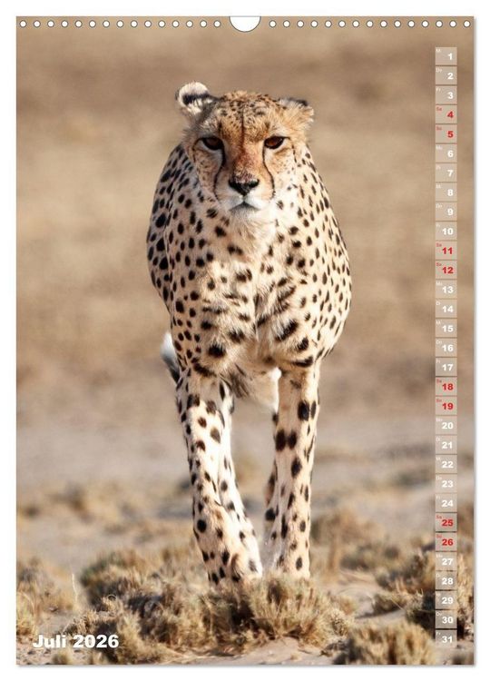 Produktbild: Safari hautnah - S&uuml;dliches und &ouml;stliches Afrika (Wandkalender 2026 DIN A3 hoch), CALVENDO Monatskalender