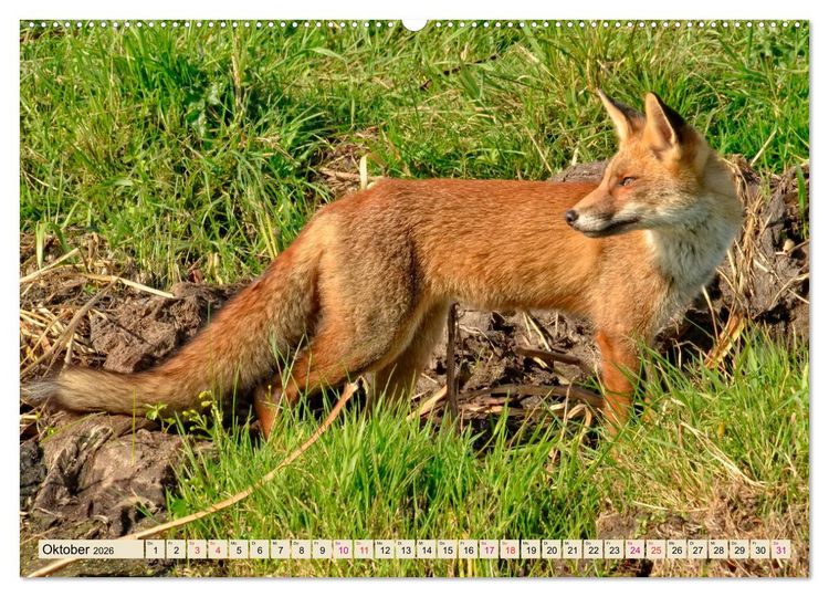 Produktbild: Fuchs - schlauer R&auml;uber (hochwertiger Premium Wandkalender 2026 DIN A2 quer), Kunstdruck in Hochglanz
