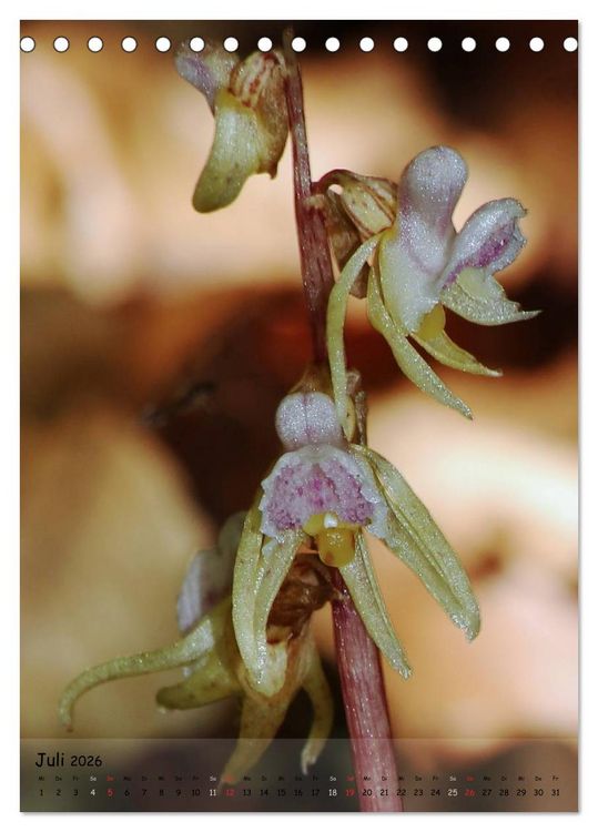 Produktbild: Juwelen der Natur - Ein Orchideensommer (Tischkalender 2026 DIN A5 hoch), CALVENDO Monatskalender