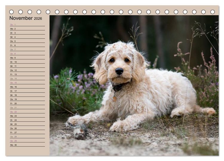 Produktbild: Ein Labradoodle-Welpe in der Heide (Tischkalender 2026 DIN A5 quer), CALVENDO Monatskalender