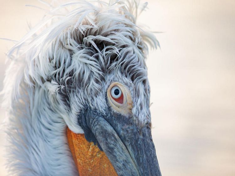 Produktbild: CALVENDO Puzzle Ein Motiv aus dem Kalender Charismatische V&ouml;gel | 1000 Teile Lege-Gr&ouml;&szlig;e 64x48cm Foto-Puzzle f&uuml;r gl&uuml;ckliche Stunden