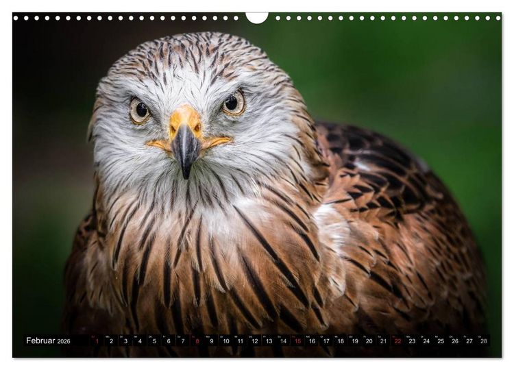 Produktbild: Greifv&ouml;gel und Eulen (Wandkalender 2026 DIN A3 quer), CALVENDO Monatskalender