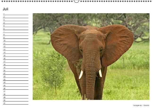 Produktbild: begegnungen - elefanten im s&uuml;dlichen afrika (Wandkalender immerw&auml;hrend DIN A2 quer)