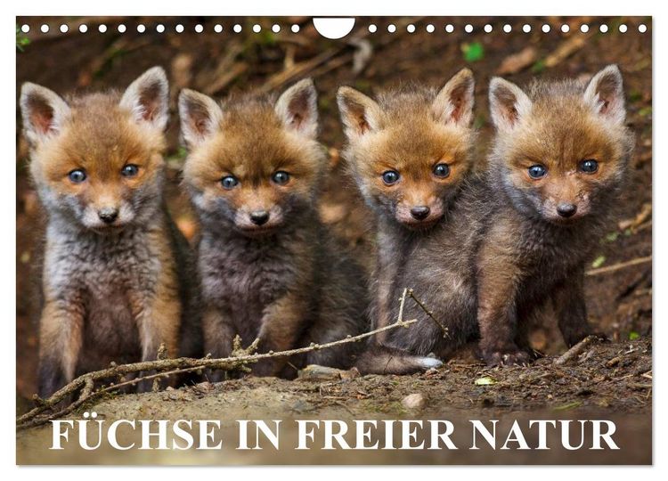 Produktbild: F&uuml;chse in freier Natur (Wandkalender 2026 DIN A4 quer), CALVENDO Monatskalender