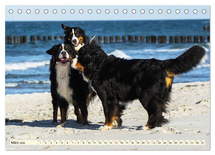 Produktbild: Berner Sennenhunde am Strand (Tischkalender 2026 DIN A5 quer), CALVENDO Monatskalender