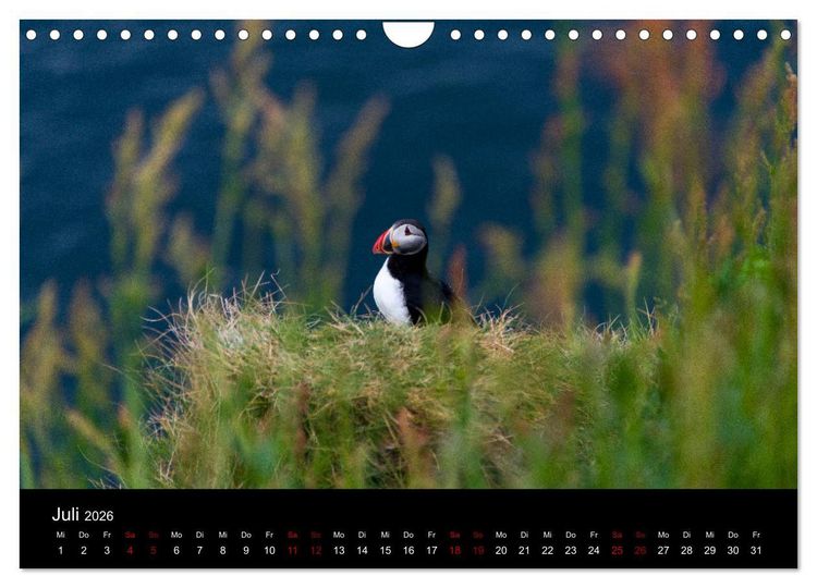 Produktbild: Puffins - V&ouml;gel des Nordens (Wandkalender 2026 DIN A4 quer), CALVENDO Monatskalender