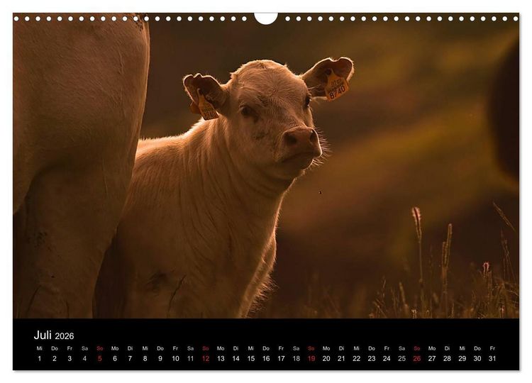 Produktbild: K&uuml;he 2026 (Wandkalender 2026 DIN A3 quer), CALVENDO Monatskalender