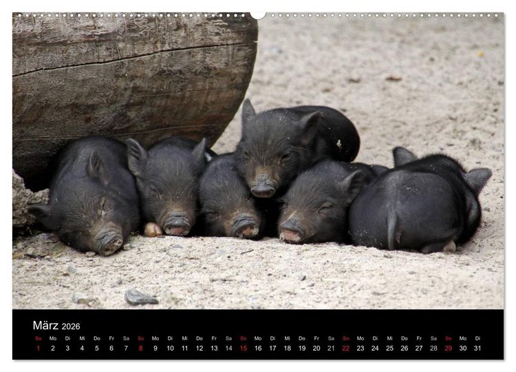 Produktbild: Schweinereien (Wandkalender 2026 DIN A2 quer), CALVENDO Monatskalender