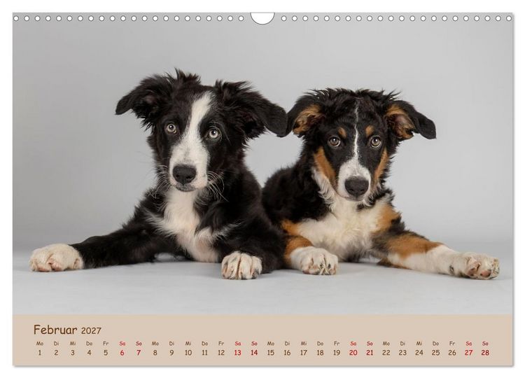 Produktbild: Achtung die Welpen kommen. (Wandkalender 2027 DIN A3 quer), CALVENDO Monatskalender