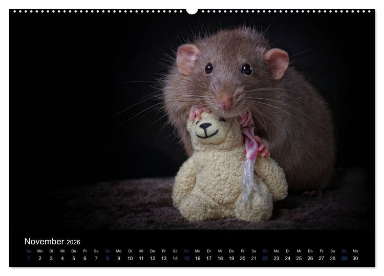 Produktbild: Ratten. Die gro&szlig;e Welt der kleinen Nager (Wandkalender 2026 DIN A2 quer), CALVENDO Monatskalender