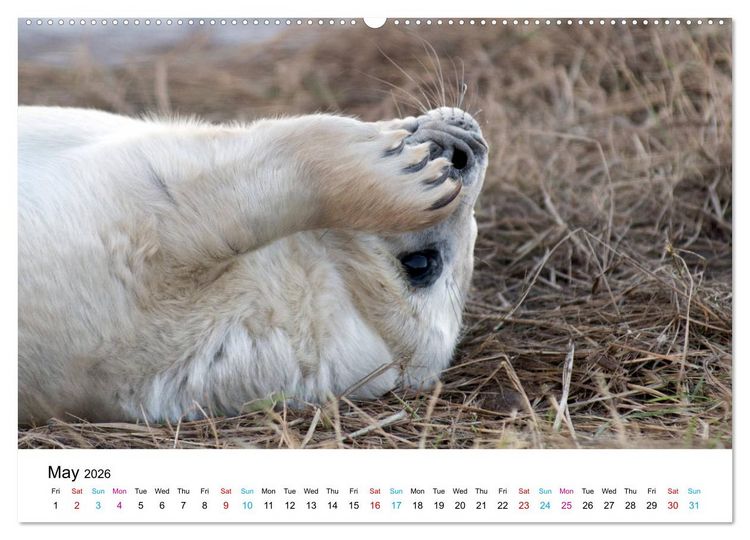 Produktbild: Grey Seal Pups of Donna Nook (High Quality Premium Wall Calendar 2026 DIN A2 landscape),CALVENDO 12 Month Wall Calendar