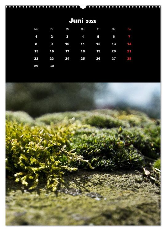 Produktbild: Die Welt der Moose. Ein Blick nach unten (Wandkalender 2026 DIN A2 hoch), CALVENDO Monatskalender