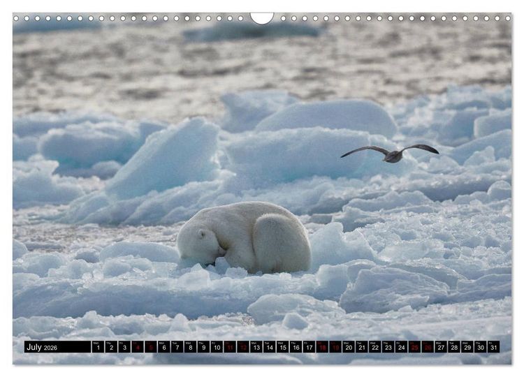 Produktbild: Impressions of Svalbard (Wall Calendar 2026 DIN A3 landscape), CALVENDO 12 Month Wall Calendar