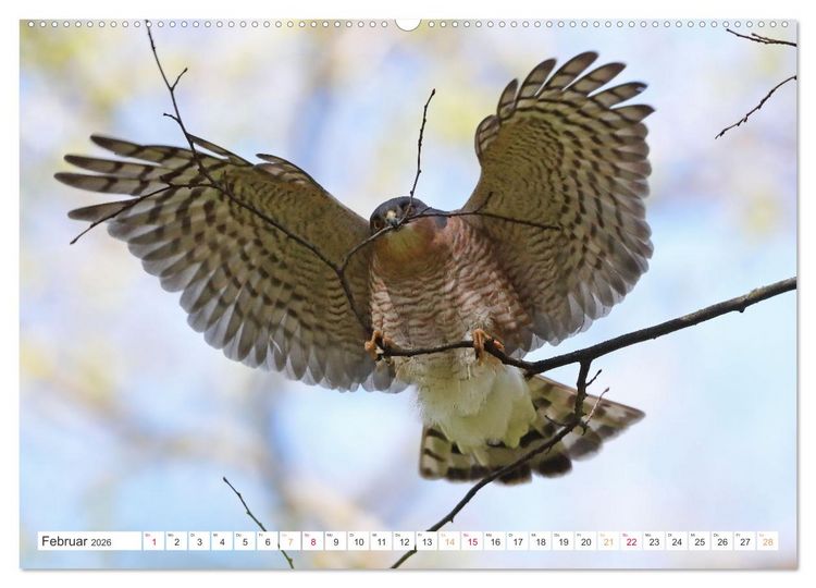 Produktbild: Sperber - Kleiner Vogel Greif (Wandkalender 2026 DIN A2 quer), CALVENDO Monatskalender