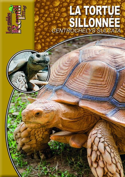 Produktbild: Tortue sillonnee centrochelys