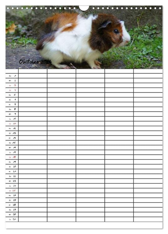 Produktbild: Meerschweinchen und Kaninchen Familienplaner (Wandkalender 2026 DIN A3 hoch), CALVENDO Monatskalender